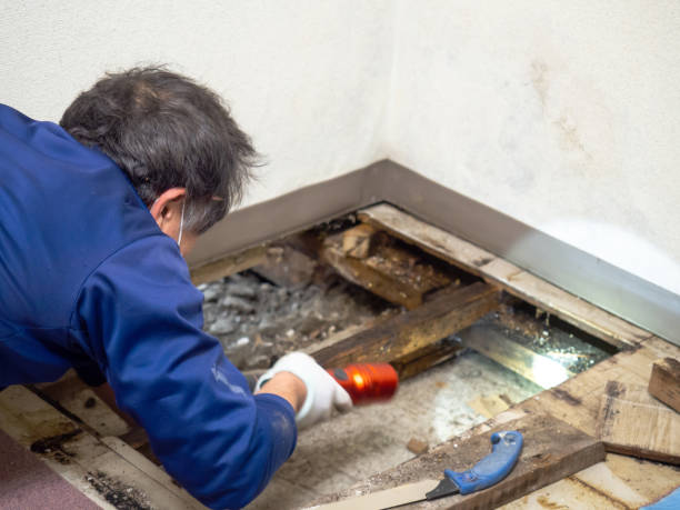 Office Mold Removal Services in South Williamsport, PA