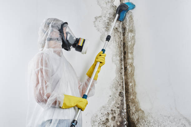 Professional Mold Removal in South Williamsport, PA