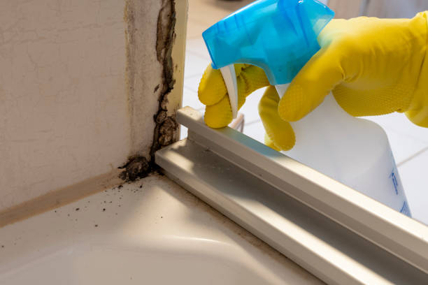 Best Certified Mold Removal  in South Williamsport, PA