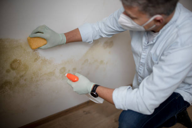 Attic Mold Removal in South Williamsport, PA