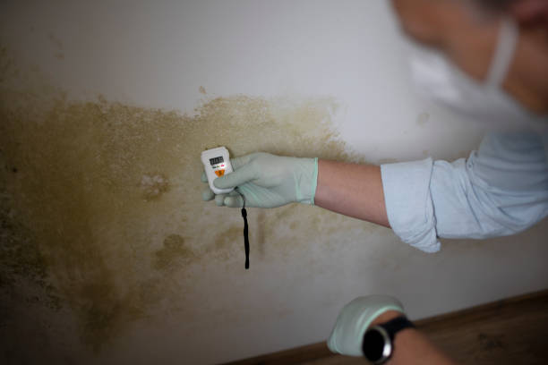 Best Mold Removal Specialists  in South Williamsport, PA