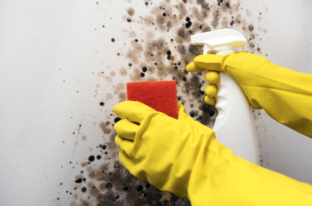 Best Mold Removal Process  in South Williamsport, PA