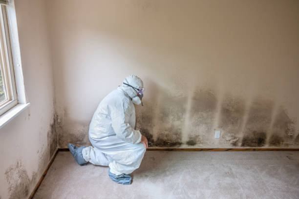 Mold Removal Process in South Williamsport, PA