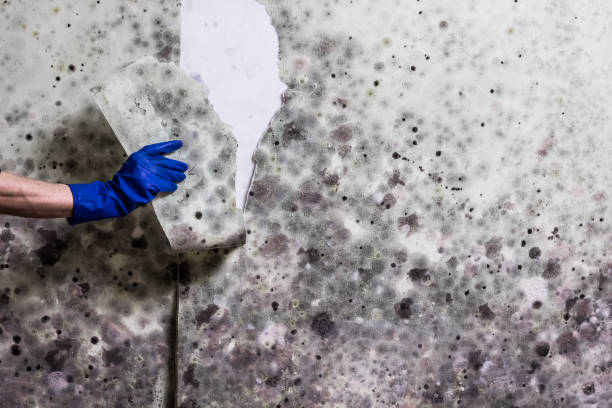 Crawl Space Mold Removal in South Williamsport, PA